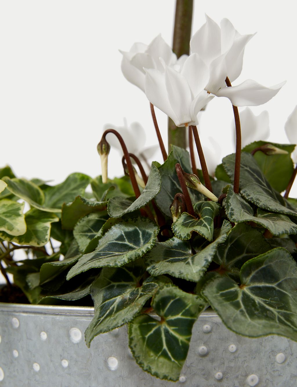 Luxury Bay Tree Planter With Cyclamen 2 of 4