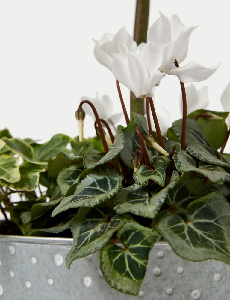 Luxury Bay Tree Planter With Cyclamen 3 of 4