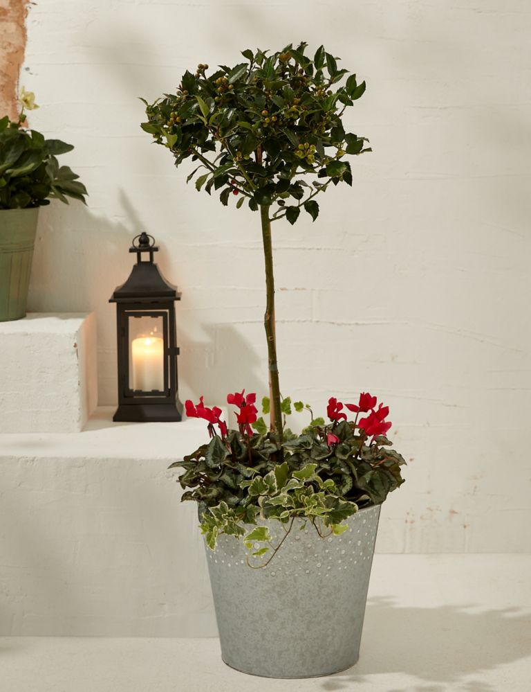 Luxury Holly Planter With Cyclamen 1 of 4