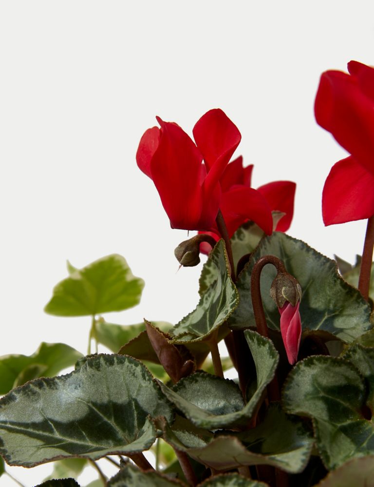 Luxury Holly Planter With Cyclamen 3 of 4