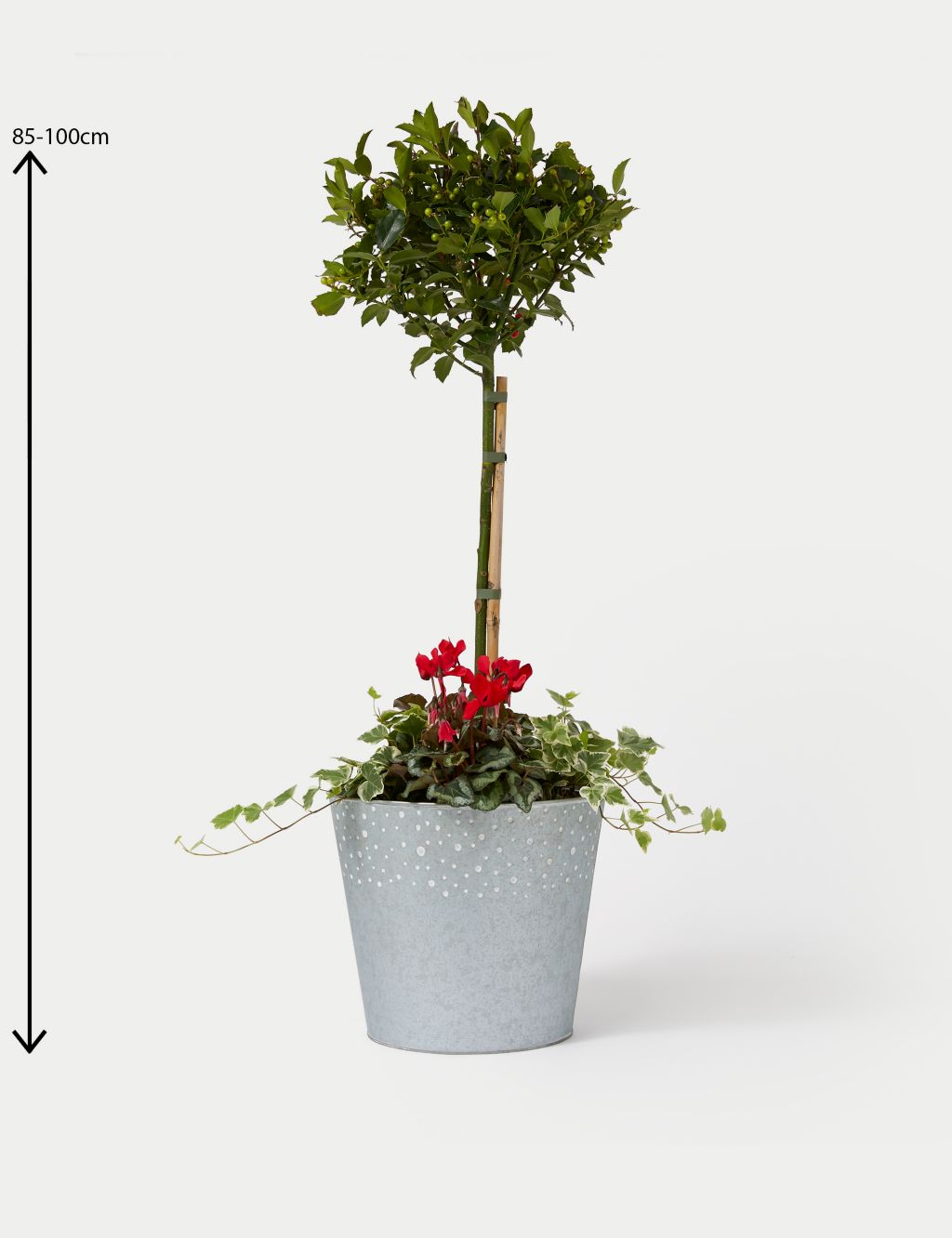 Luxury Holly Planter With Cyclamen 4 of 4