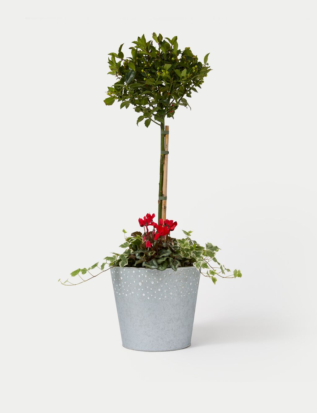 Luxury Holly Planter With Cyclamen 1 of 4