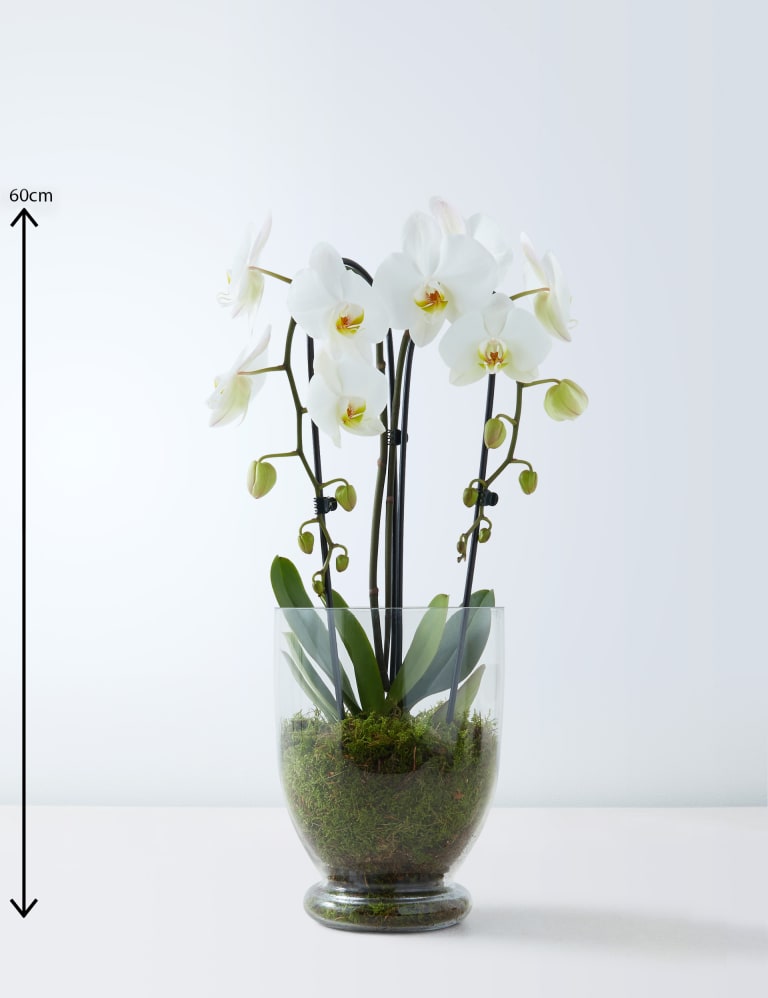 Orchid in glass on sale vase