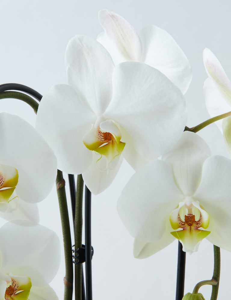 Orchids Marks And Spencer Cheap Sale