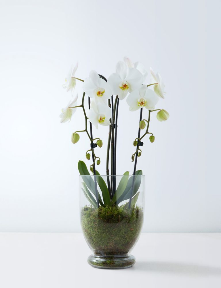 Buy Luxury Orchid Glass | M&S