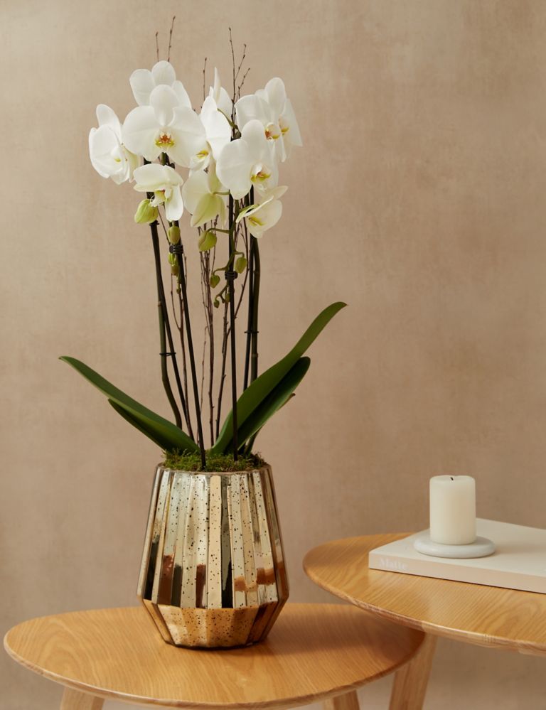 Luxury White Phalaenopsis Orchid Cascade in Gold Glass | M&S