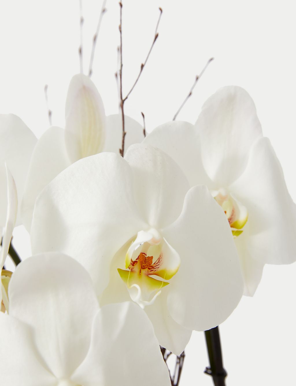 Luxury White Phalaenopsis Orchid Cascade in Gold Glass 2 of 4