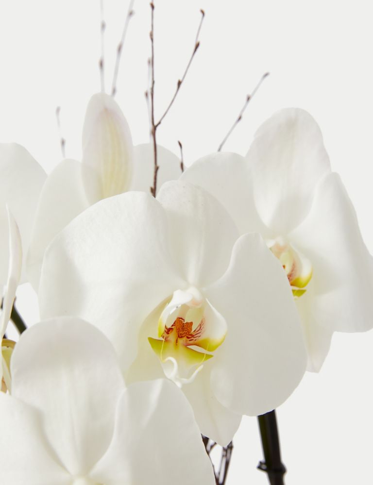 Luxury White Phalaenopsis Orchid Cascade in Gold Glass 3 of 4