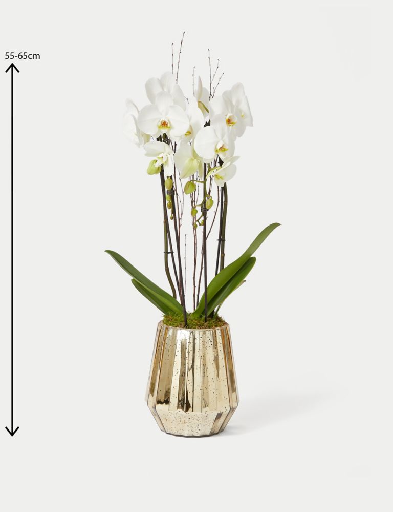 Luxury White Phalaenopsis Orchid Cascade in Gold Glass 4 of 4