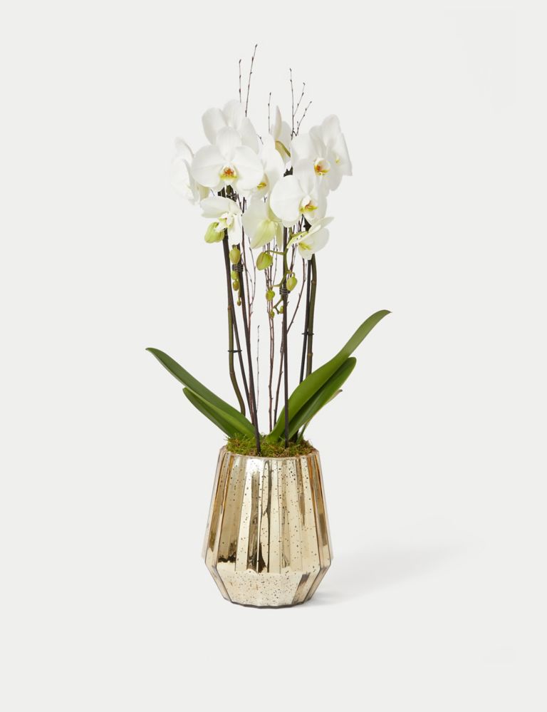 Luxury White Phalaenopsis Orchid Cascade in Gold Glass 2 of 4