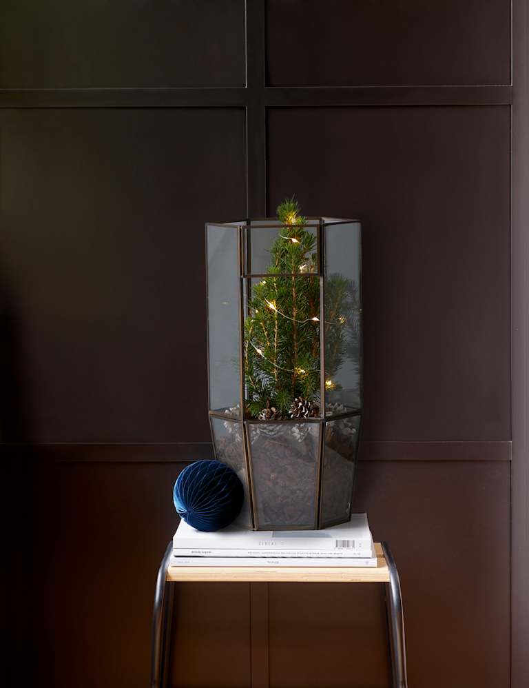 Make Your Own Light Up Tree Terrarium M&S
