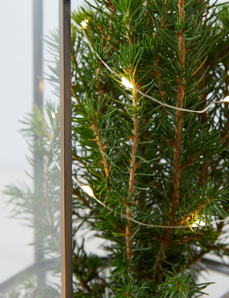 Make Your Own Light Up Tree Terrarium M&S