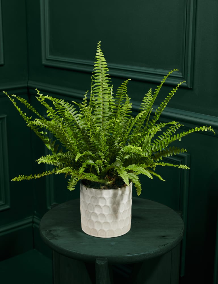 Ferns in shop pots