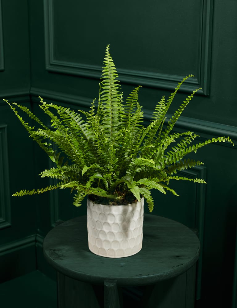 Medium Boston Fern in Ceramic Pot 1 of 5