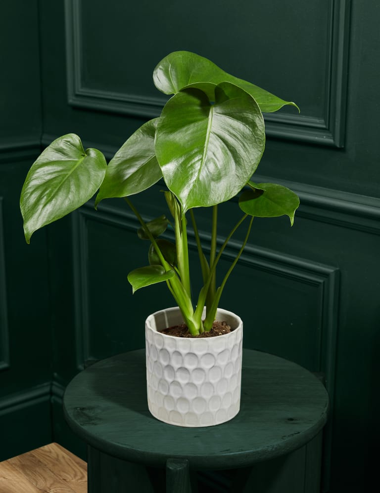 Medium Monstera Swiss Cheese Plant in Ceramic Pot