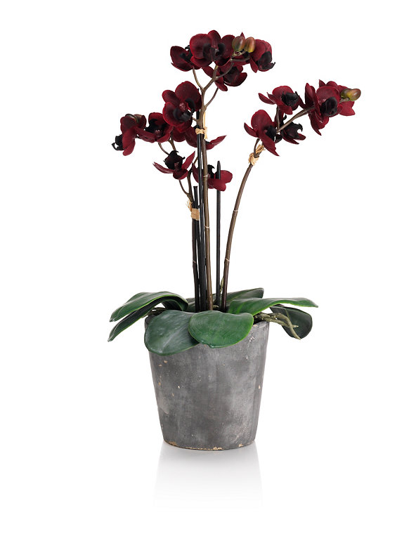Medium Orchid in Slate Vase Image 1 of 2
