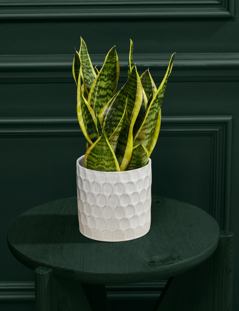 Medium Sansevieria (Snake Plant) in Ceramic Pot 1 of 5