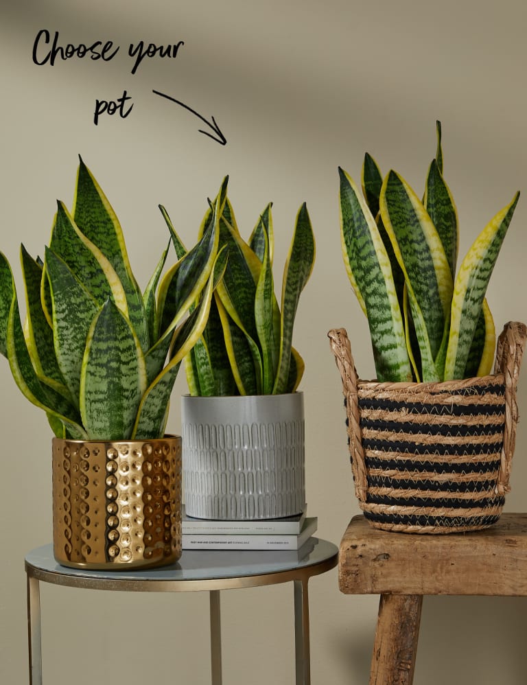 Medium Sansevieria Snake Plant in Ceramic Pot