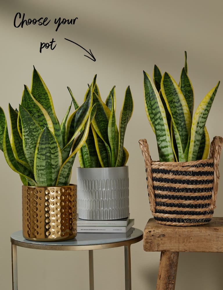 Medium Sansevieria (Snake Plant) in Ceramic Pot 5 of 5