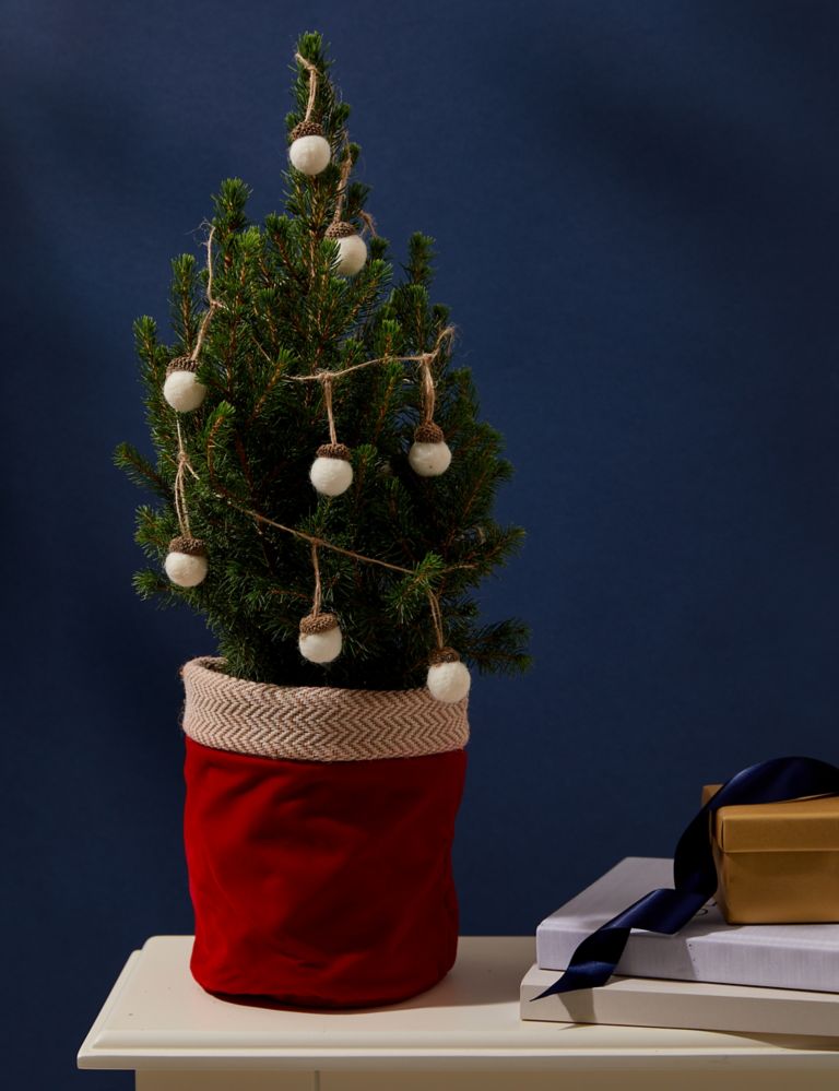 Mini Real Christmas Tree in Velvet Pot 1 of 4