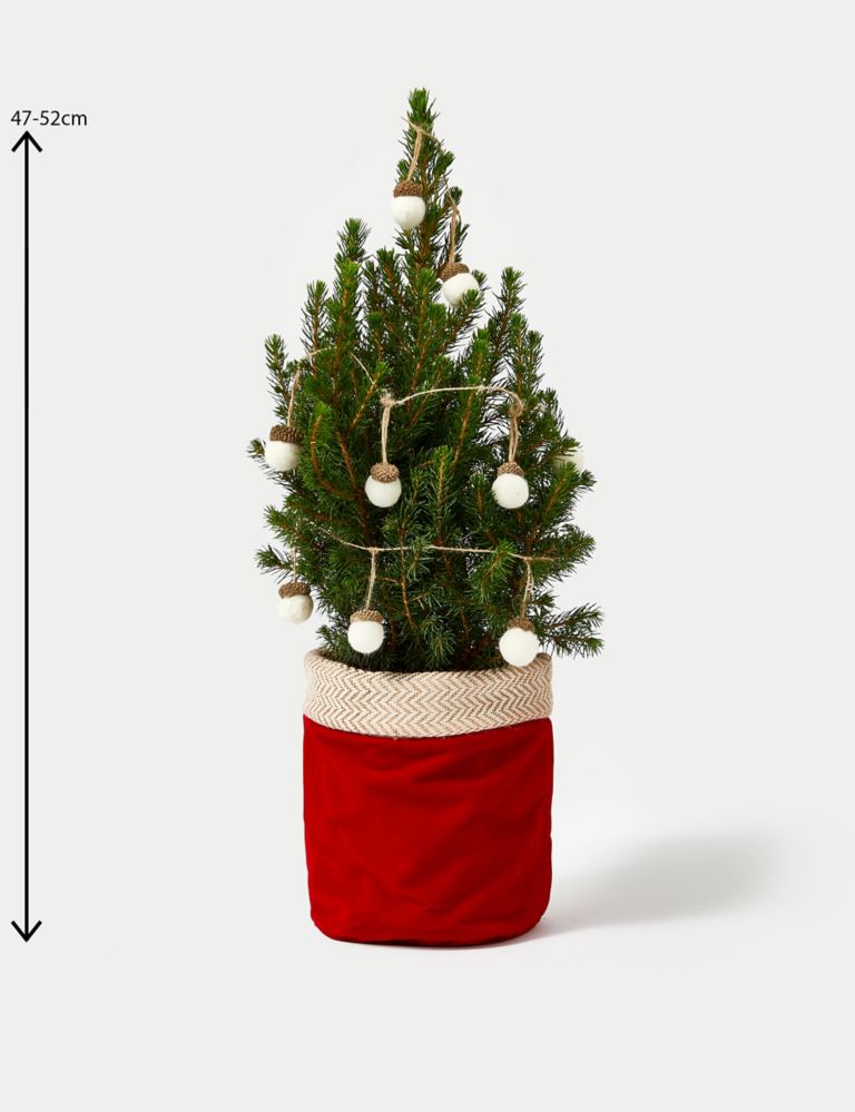 Mini Real Christmas Tree in Velvet Pot 4 of 4