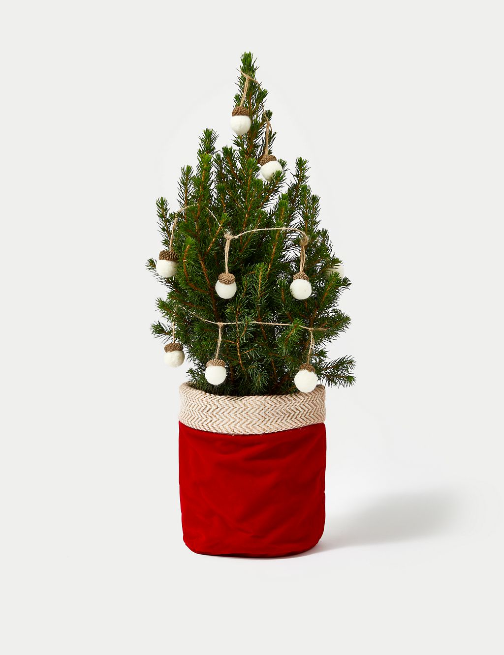 Mini Real Christmas Tree in Velvet Pot 1 of 4