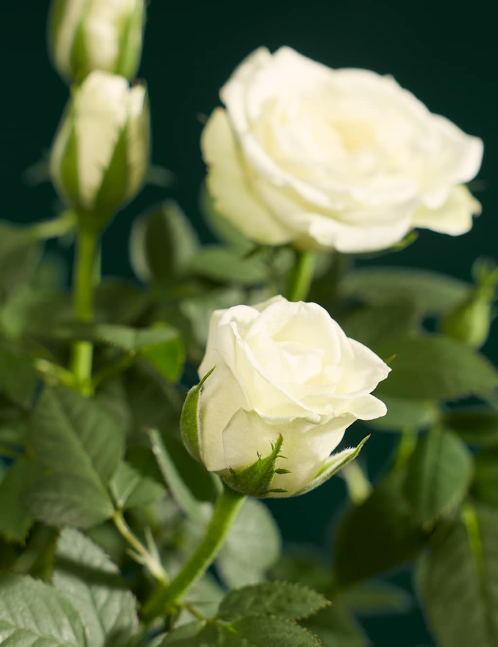 Mini Real Christmas Tree in Velvet Pot M&S