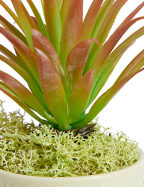 Mini Spiky Succulent in Embossed Pot Image 2 of 4