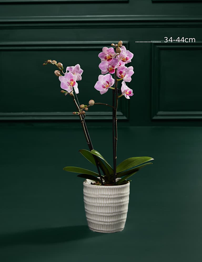 Miniature Pink Phalaenopsis Orchid Ceramic & Cocoa Dusted Liquid Salted