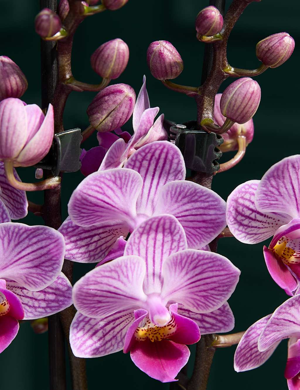 Miniature Pink Phalaenopsis Orchid Ceramic & Cocoa Dusted Liquid Salted