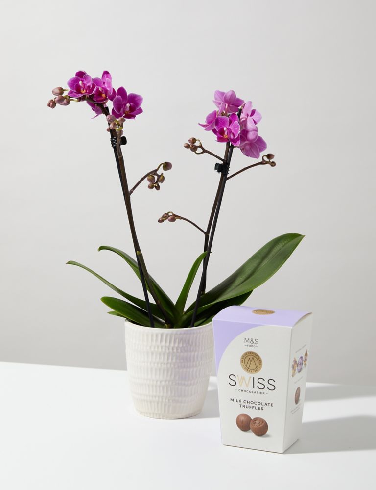 Miniature Pink Phalaenopsis Orchid Ceramic & Swiss Truffles Bundle 1 of 5