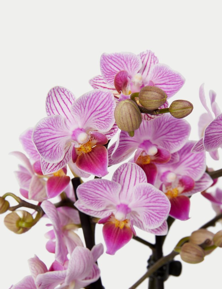 Miniature Pink Phalaenopsis Orchid Ceramic & Swiss Truffles Bundle 3 of 5