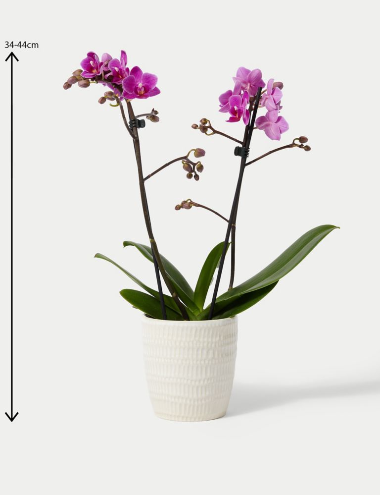 Miniature Pink Phalaenopsis Orchid Ceramic & Swiss Truffles Bundle 4 of 5