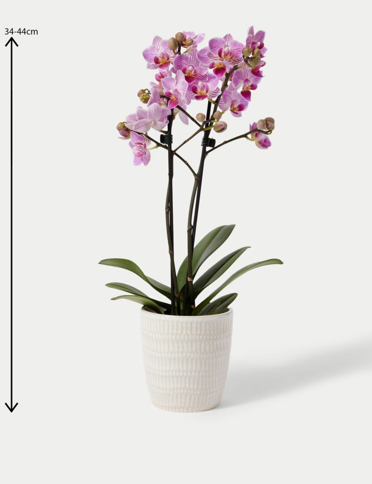 Miniature Pink Phalaenopsis Orchid Ceramic & Swiss Truffles Bundle 5 of 5