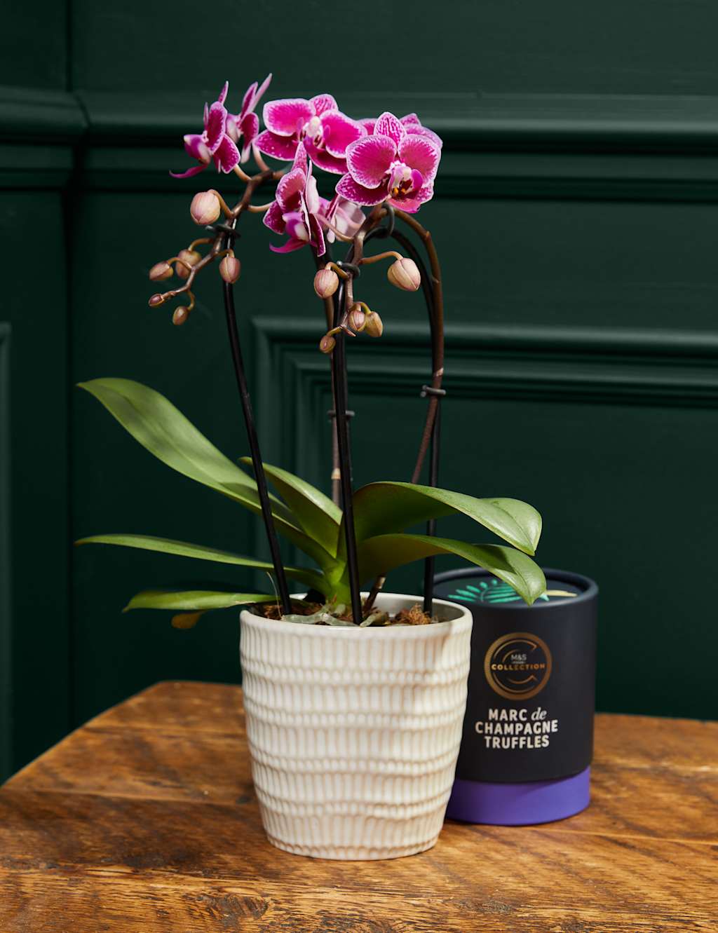 Miniature Purple Cascade Orchid Ceramic & Cocoa Dusted Liquid Salted