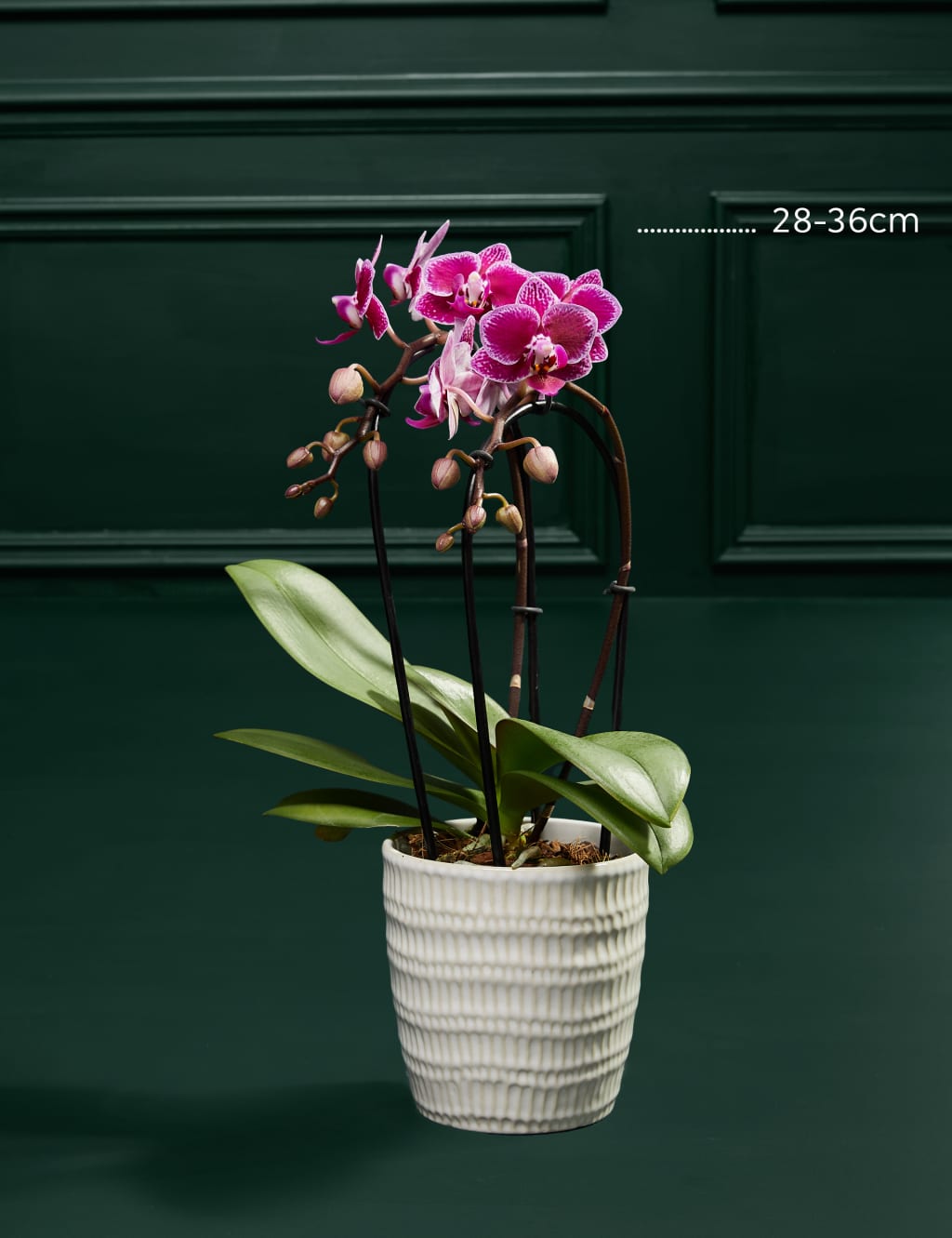 Miniature Purple Cascade Orchid Ceramic & Cocoa Dusted Liquid Salted