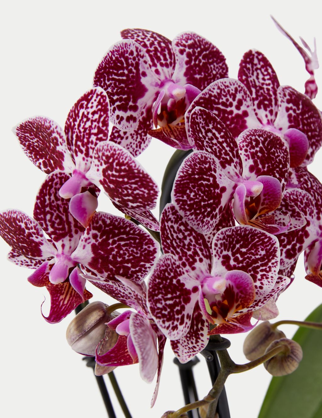 Miniature Purple Cascade Orchid Ceramic & Swiss Truffles Bundle 2 of 5