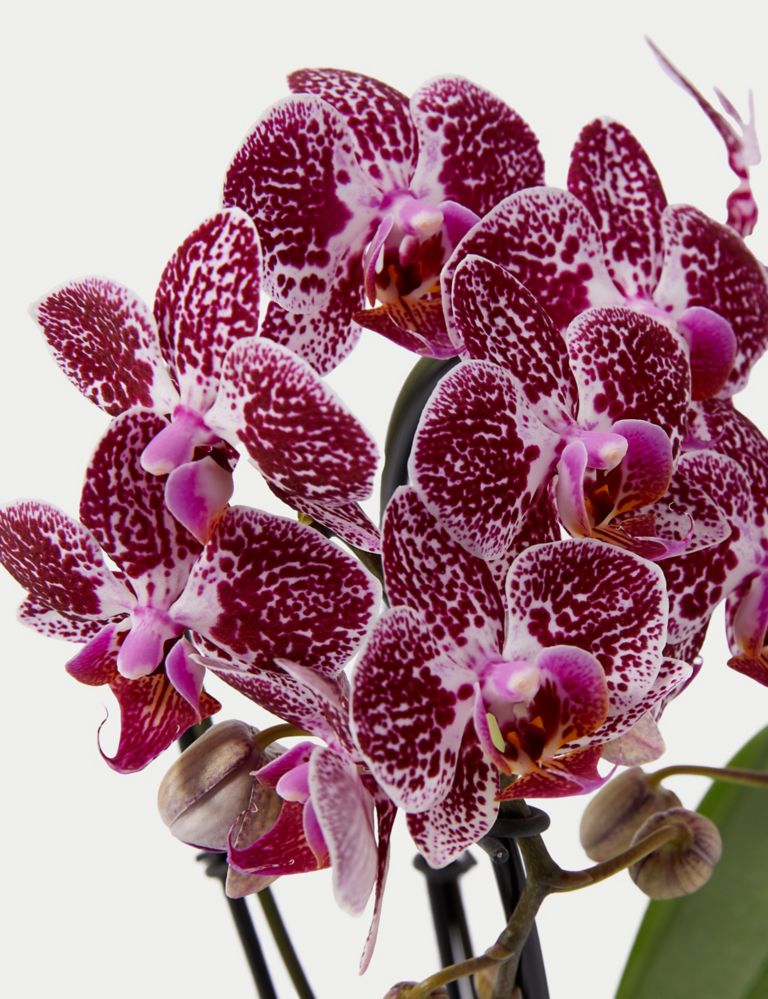 Miniature Purple Cascade Orchid Ceramic & Swiss Truffles Bundle 3 of 5