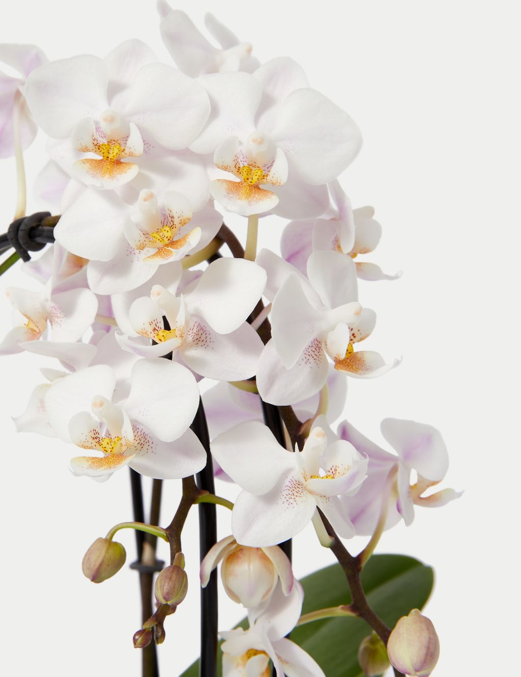 Miniature White Cascade Orchid & Swiss Truffles Bundle 2 of 5