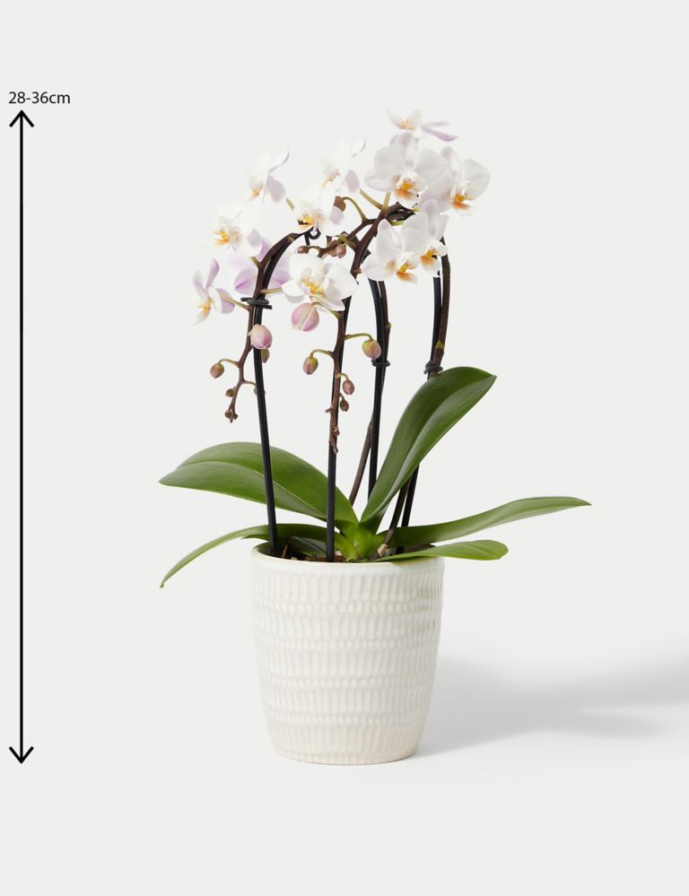 Miniature White Cascade Orchid & Swiss Truffles Bundle 4 of 5