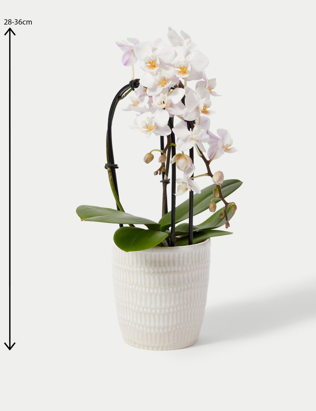 Miniature White Cascade Orchid & Swiss Truffles Bundle 5 of 5