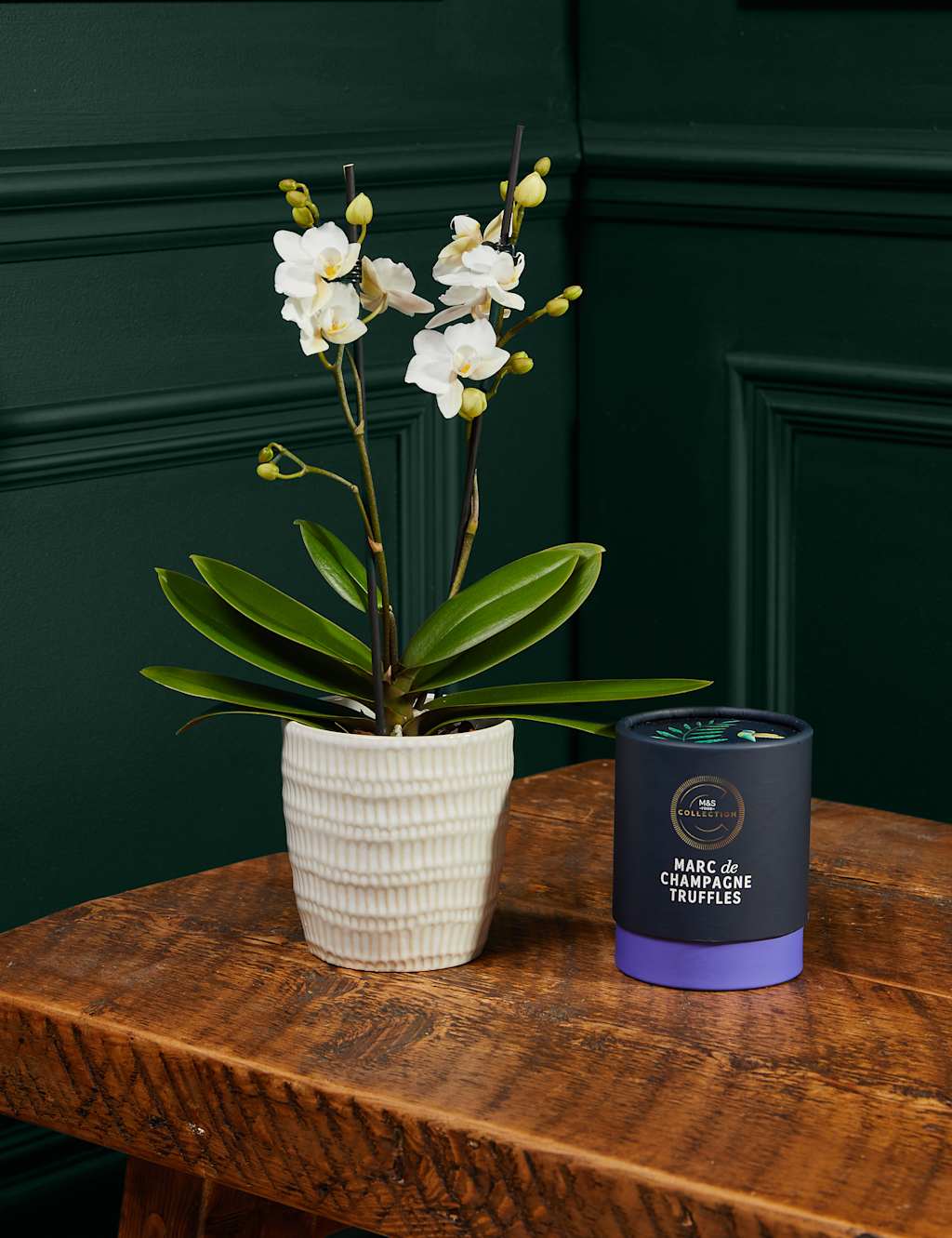 Miniature White Phalaenopsis Orchid Ceramic & Cocoa Dusted Liquid