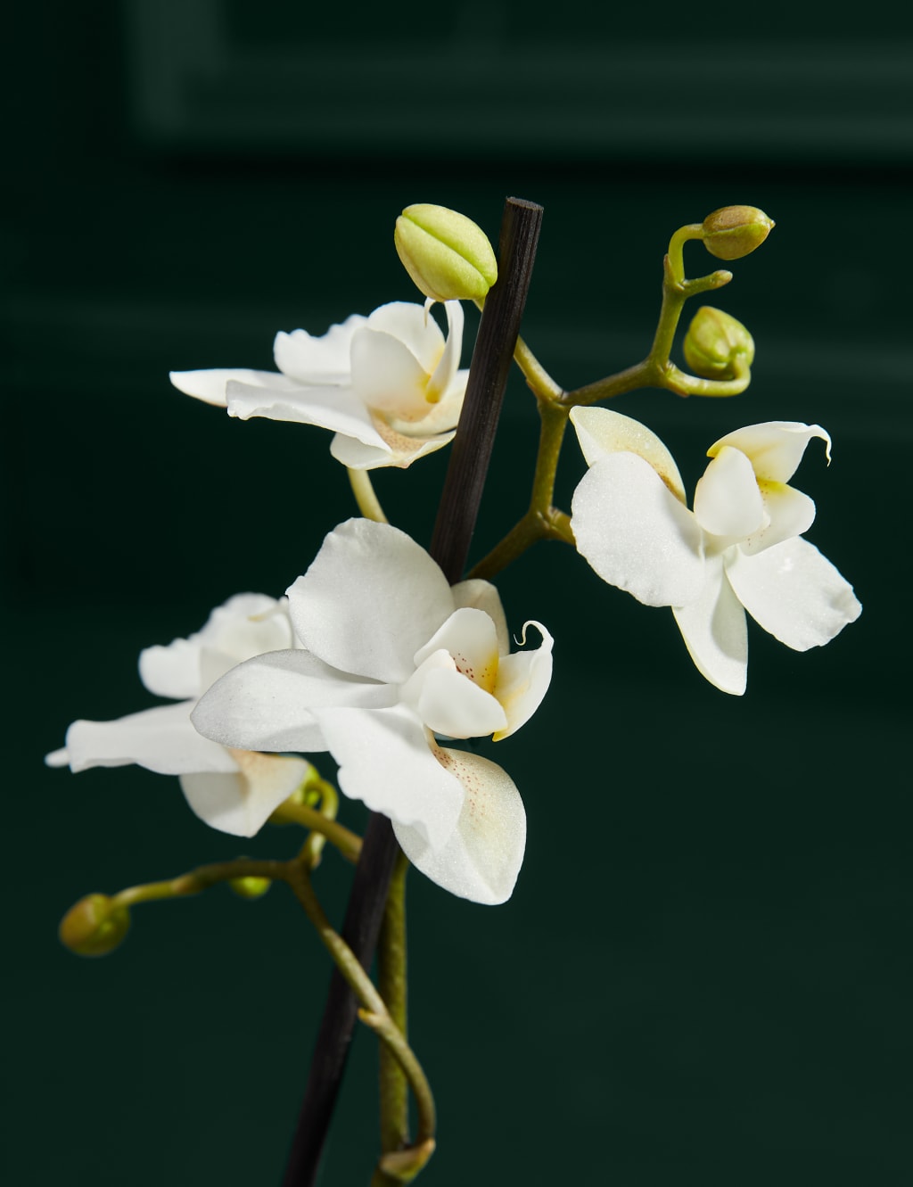 Miniature White Phalaenopsis Orchid Ceramic & Cocoa Dusted Liquid