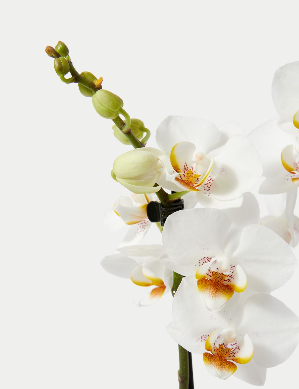 Miniature White Phalaenopsis Orchid Ceramic & Swiss Truffles Bundle 2 of 5