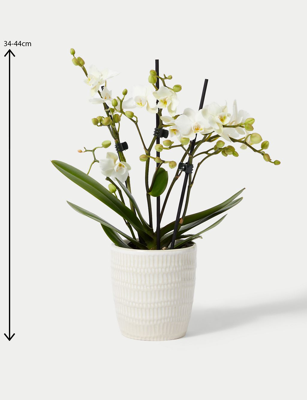 Miniature White Phalaenopsis Orchid Ceramic & Swiss Truffles Bundle 4 of 5