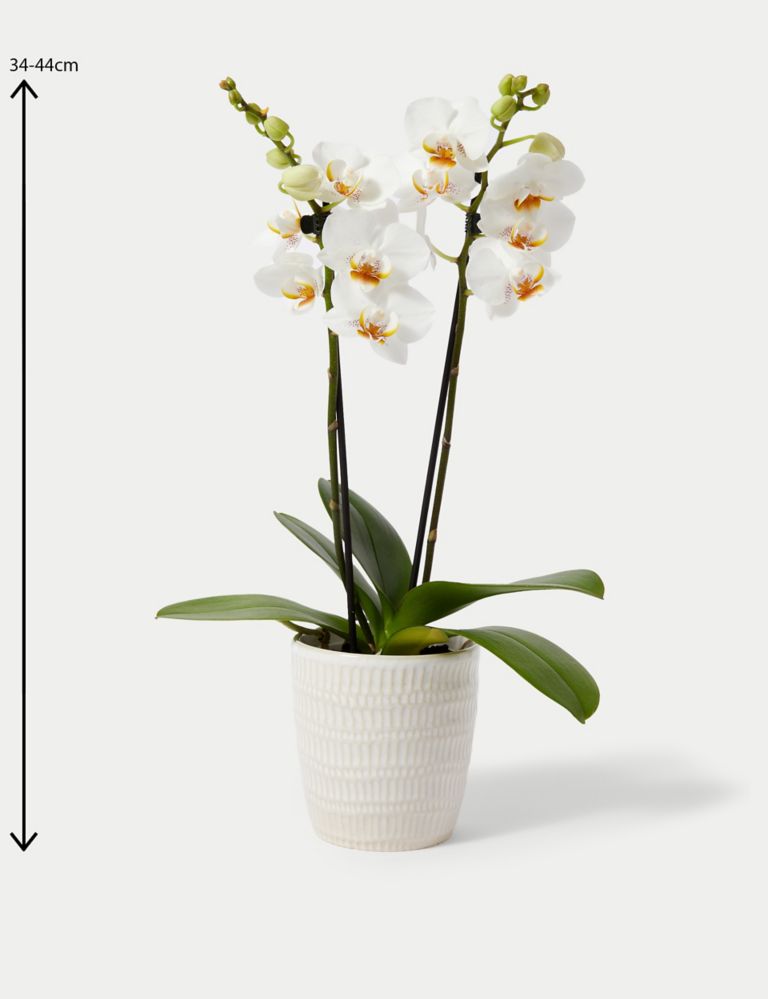 Miniature White Phalaenopsis Orchid Ceramic & Swiss Truffles Bundle 5 of 5