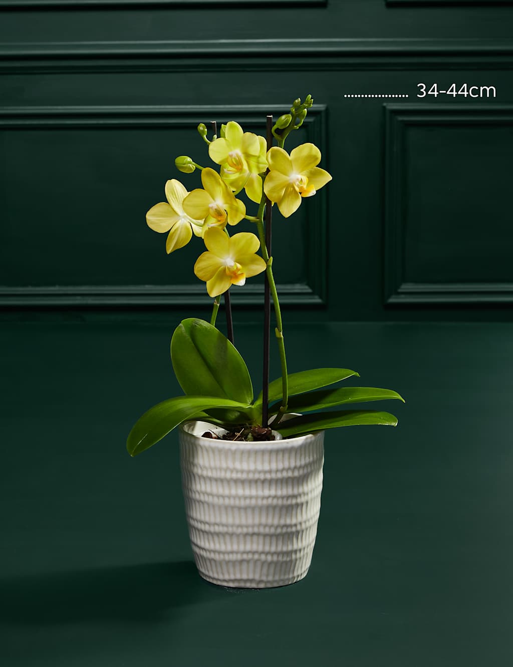 Miniature Yellow Phalaenopsis Orchid Ceramic & Cocoa Dusted Liquid