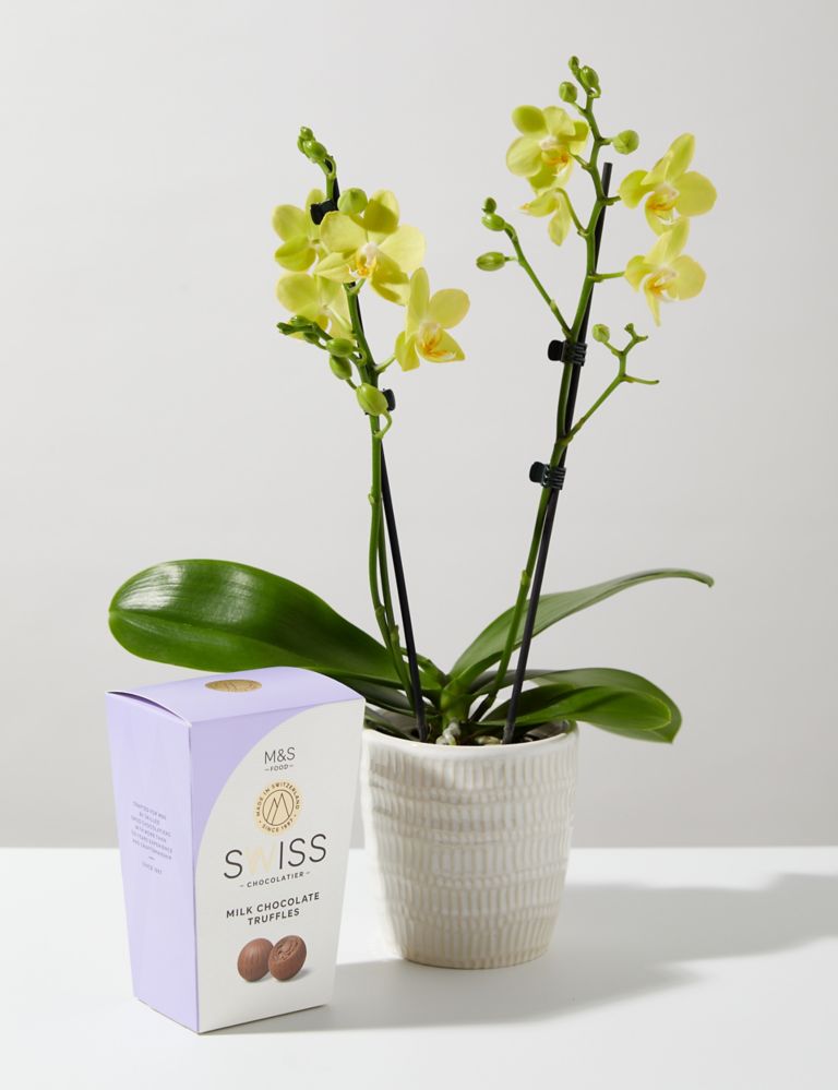 Miniature Yellow Phalaenopsis Orchid Ceramic & Swiss Truffles Bundle 1 of 5