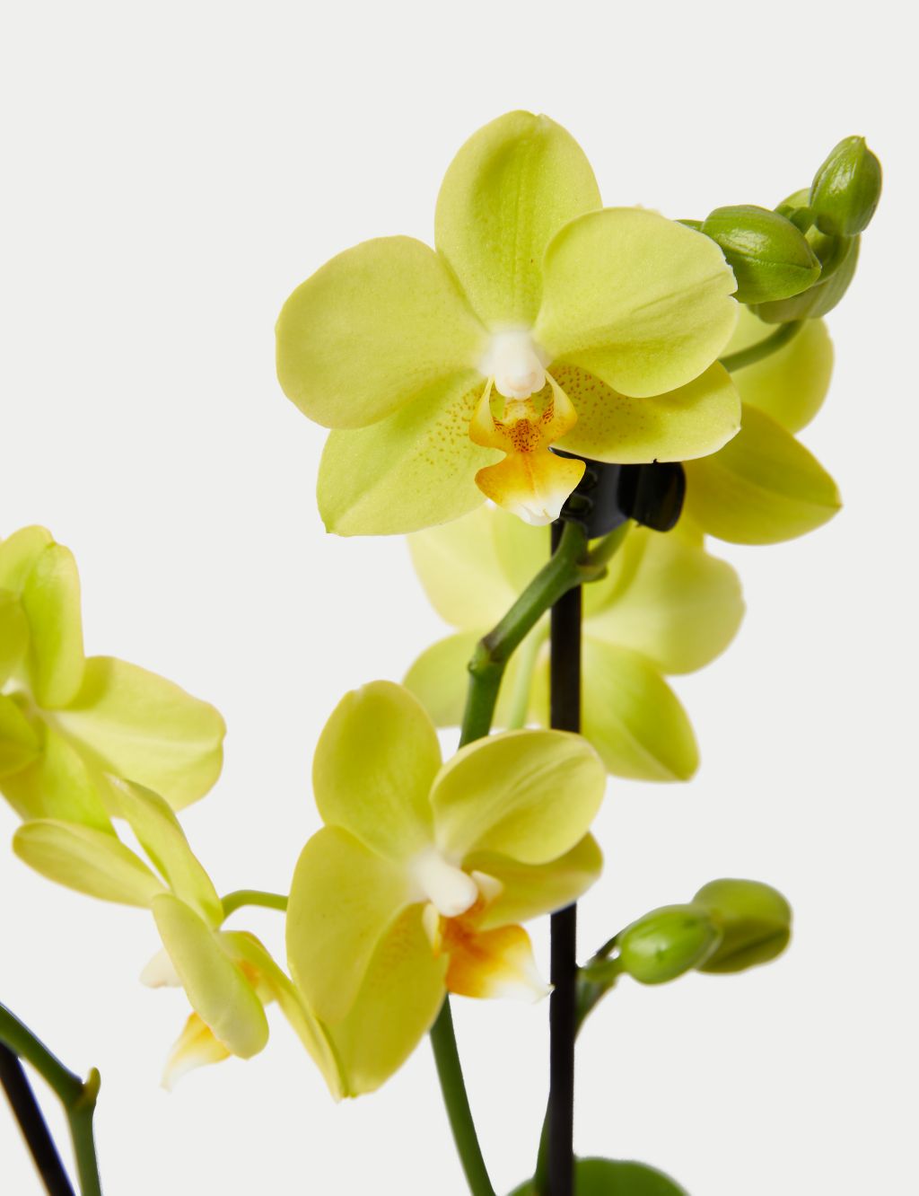 Miniature Yellow Phalaenopsis Orchid Ceramic & Swiss Truffles Bundle 2 of 5