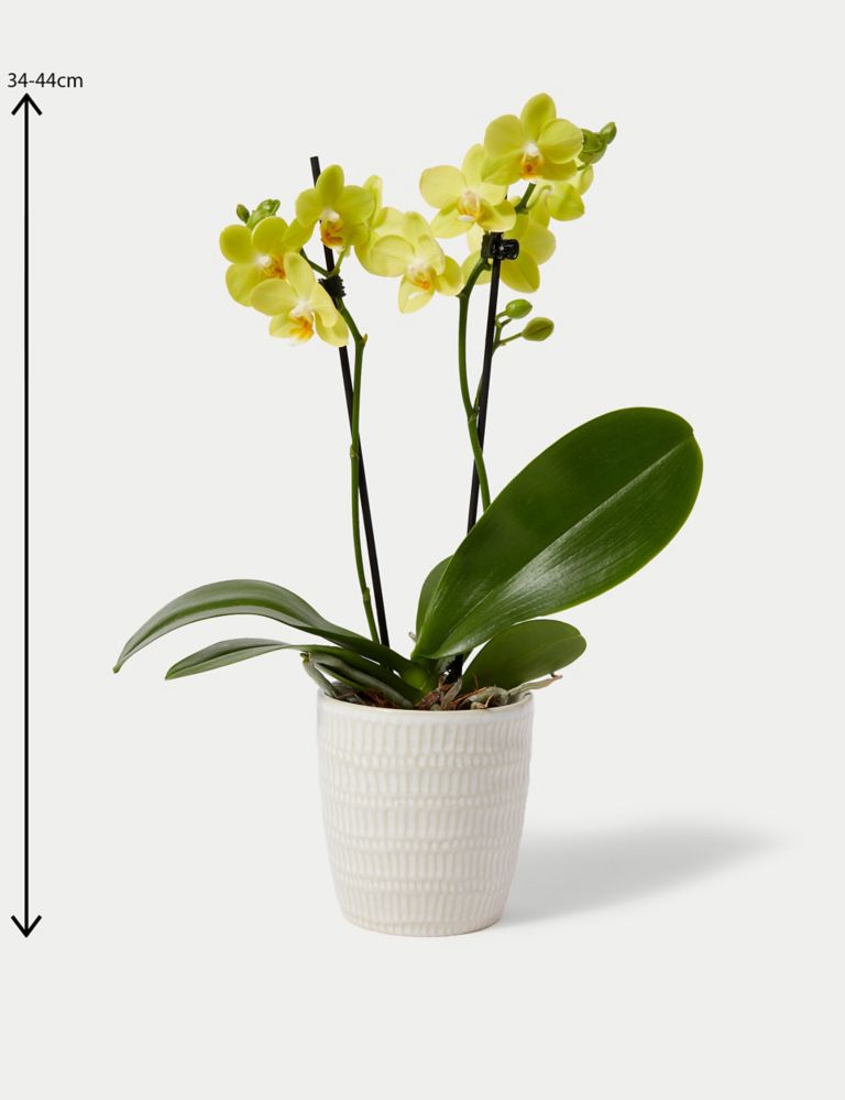 Miniature Yellow Phalaenopsis Orchid Ceramic & Swiss Truffles Bundle 5 of 5